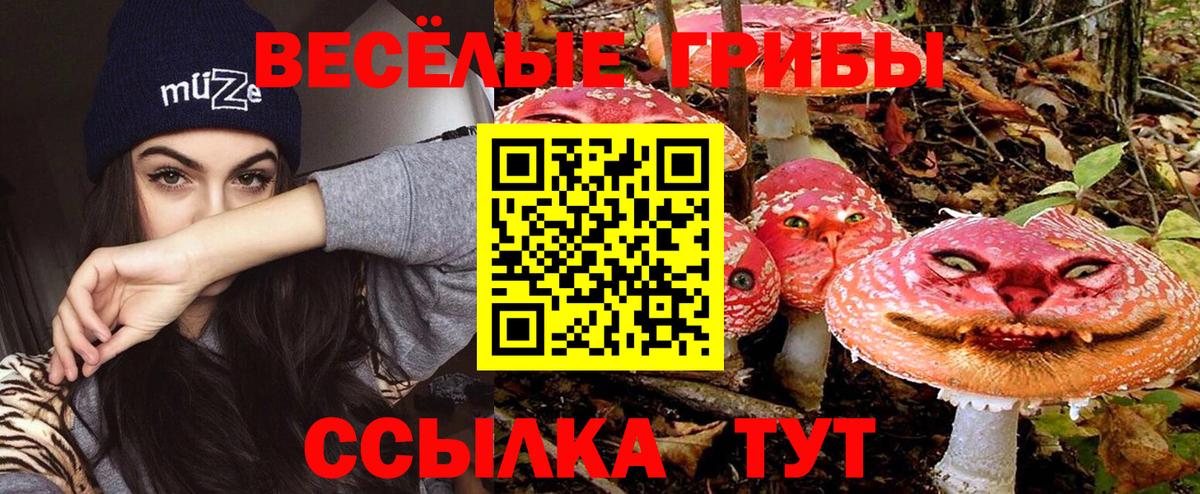 купить   Вход с VPN  Будённовск  Псилоцибиновые грибы Cubensis 